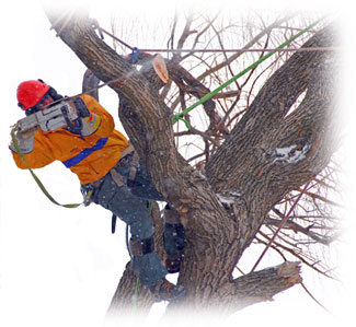 Tree Maintenance